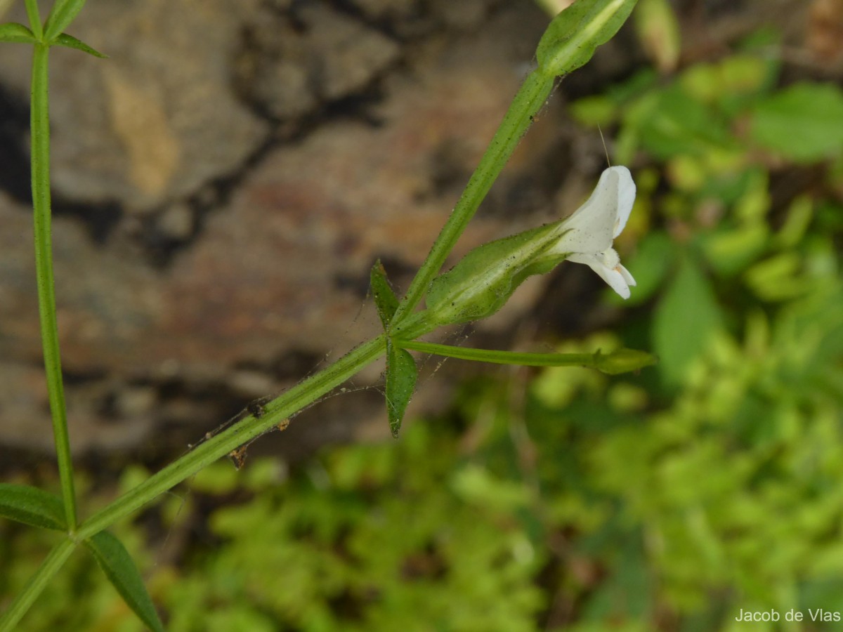 Canscora alata (Roth) Wall.
